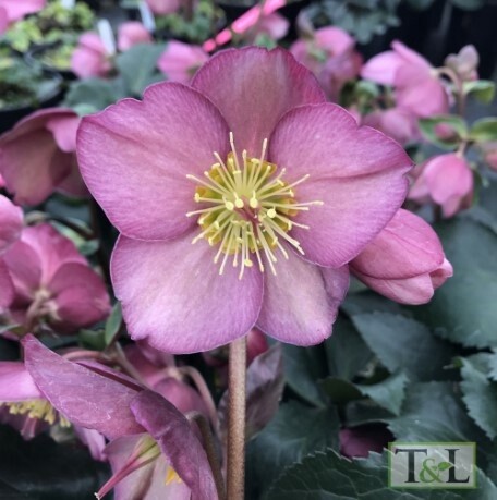 Hellebore Ice N rose Early Rose Qt