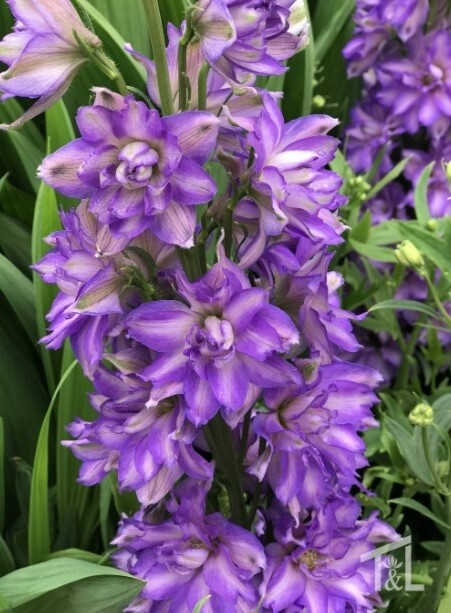 Delphinium Breezin 2 gal