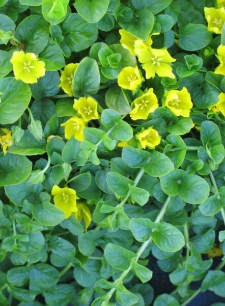Creeping Jenny 4&quot;