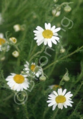 Chamomile Roman 4&quot;