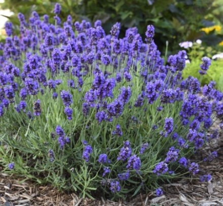 Lavender Sweet Romance Deco Pot