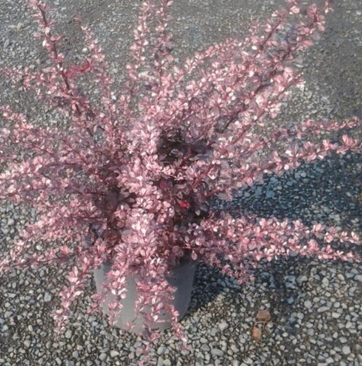 Barberry Rose Glow 3  gal