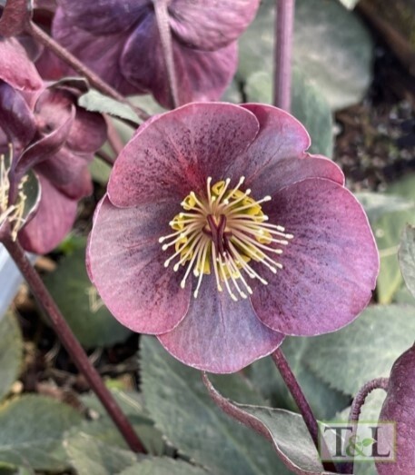 Hellebore Nightingale 1 gal