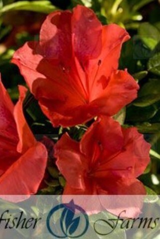Azalea Autumn Sunset #1