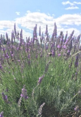 Lavender Grosso 1 gal