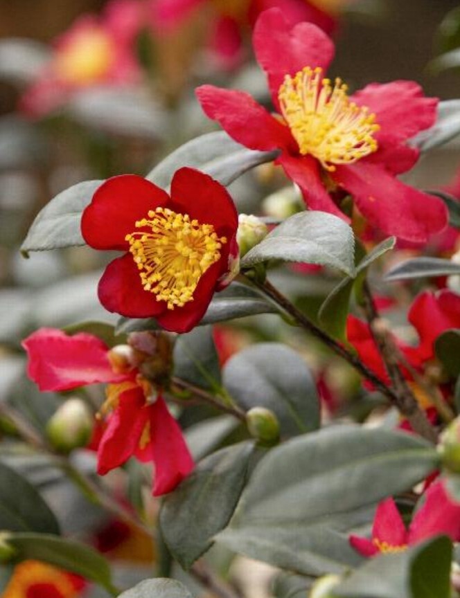 Camellia Yuletide #2