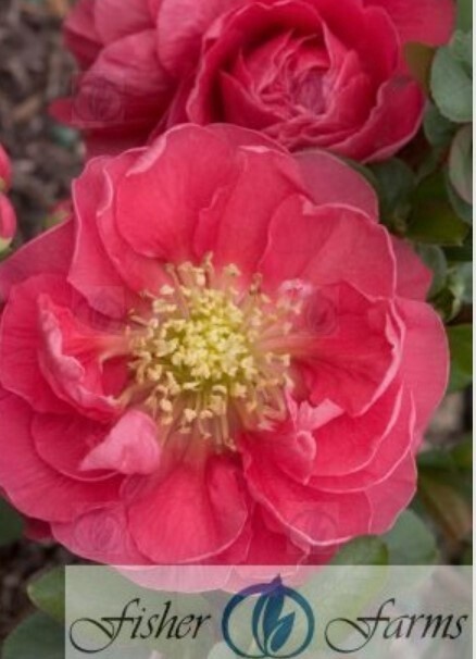 Quince Pink Storm 7 gal
