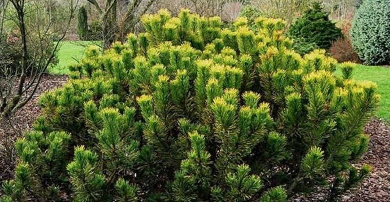 Mugo Pine Wintergold 2 gal