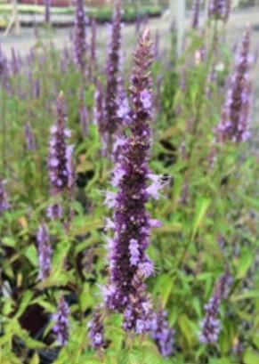 Agastache Little Adder QT