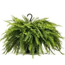 Boston Fern HB 10&quot;