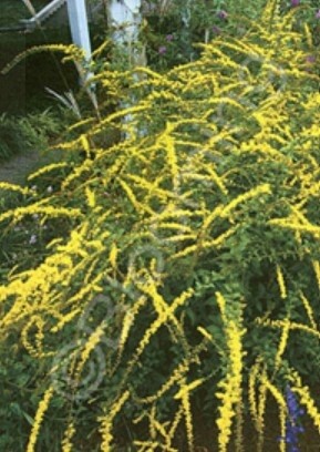Solidago Fireworks 1 gal