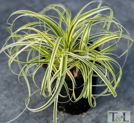 Carex Feather Falls QT