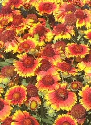 Gaillardia Arizona Sun 1 gal