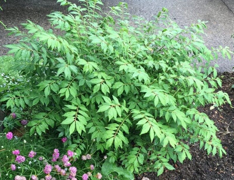 Burning bush Little Moses 2 gal