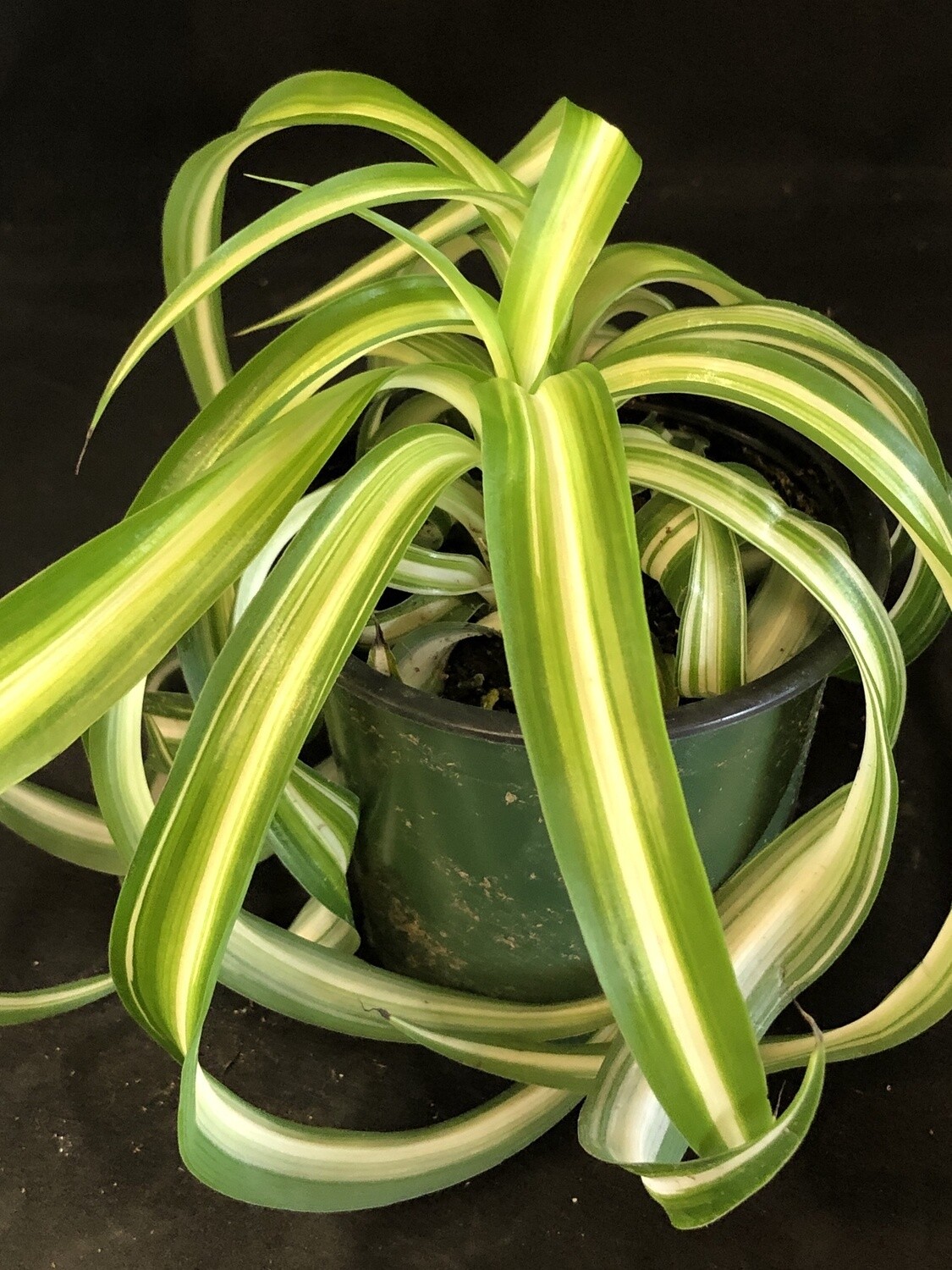 Spider plant curly 4"