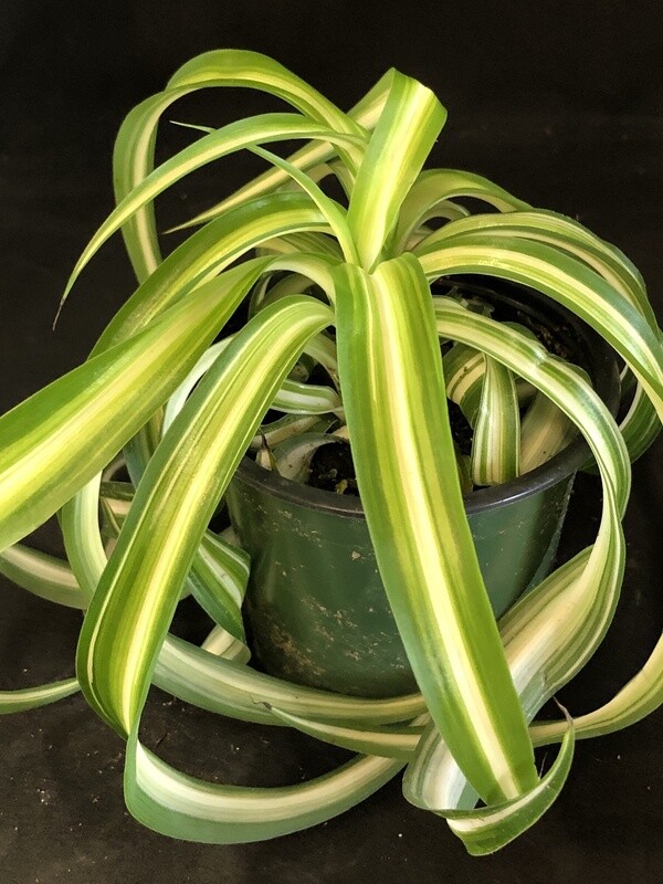 Spider Plant  curly 4&quot;