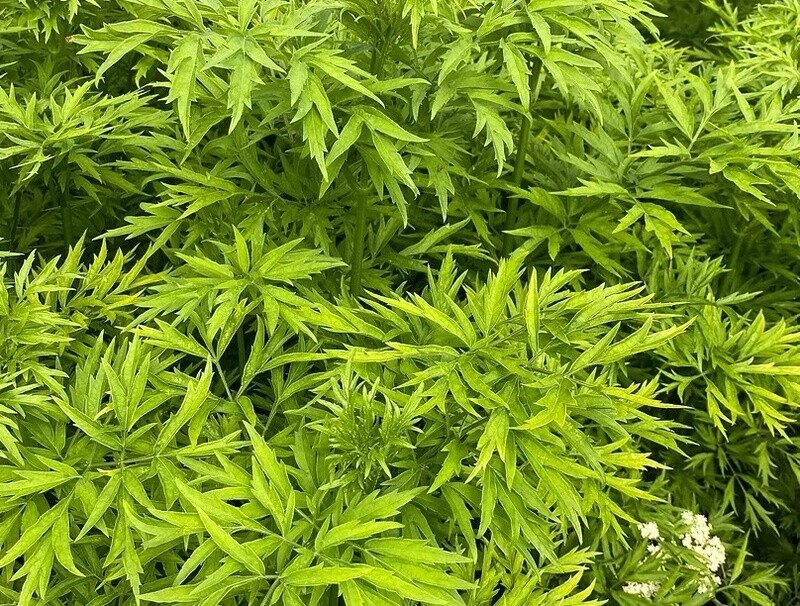 Elderberry Golden Tower 2 gal