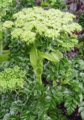 Angelica pachycarpa 1 gal