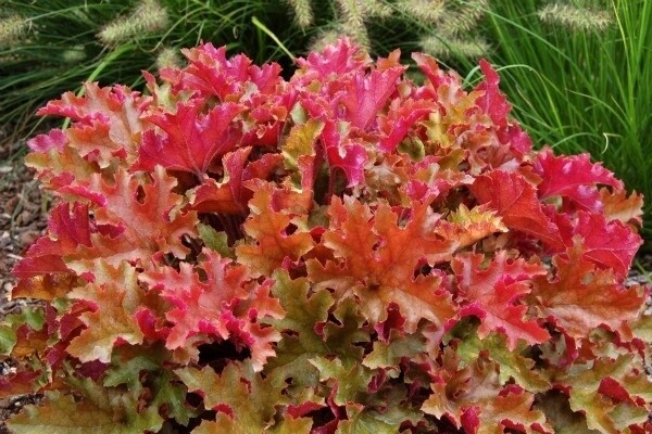 Heuchera Marmalade QT