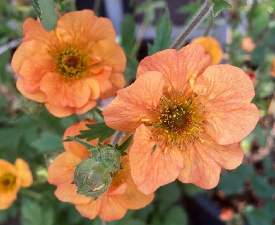 Geum Totally Tangerine 1 gal
