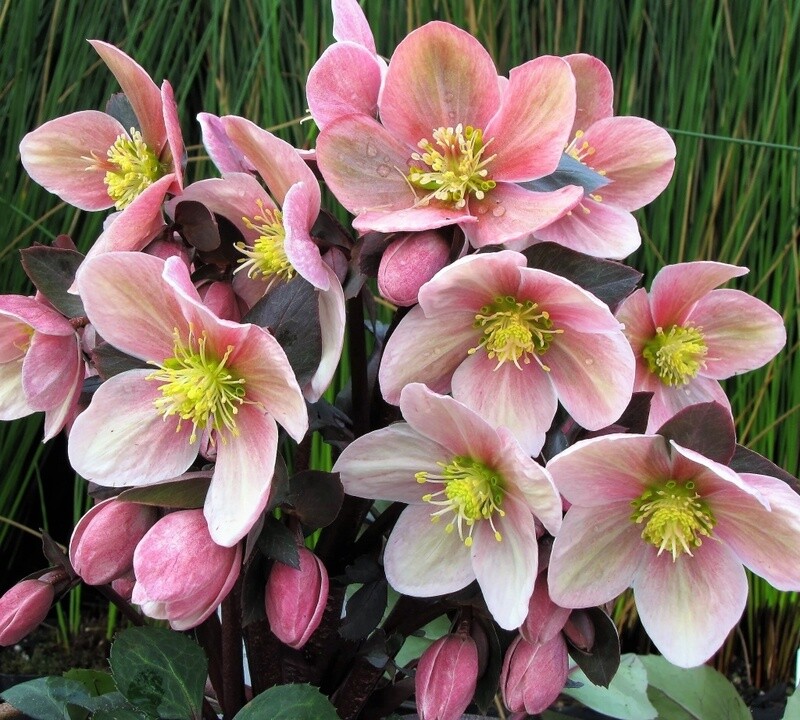 Hellebore Pink Frost QT