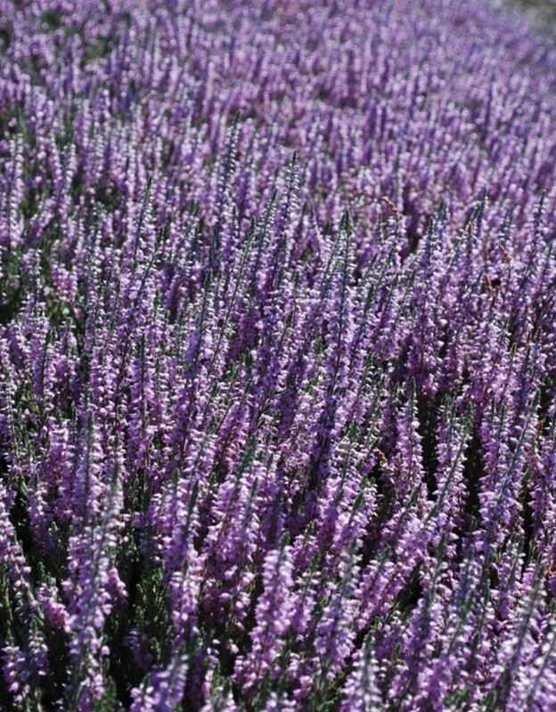 Calluna Silver Knight 1 gal
