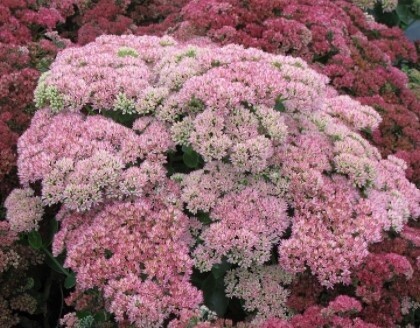 Sedum Autumn Joy 1 gallon,