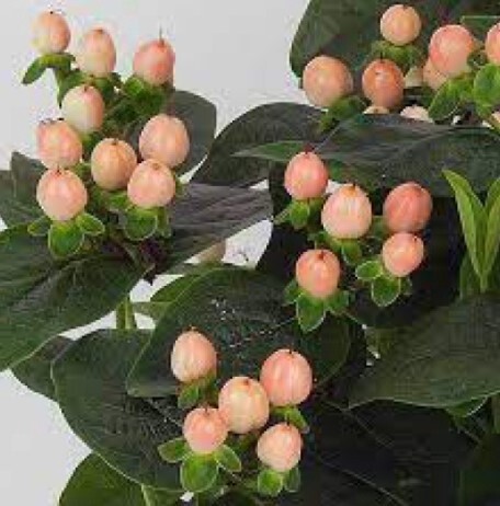 Hypericum Miracle Horizon QT