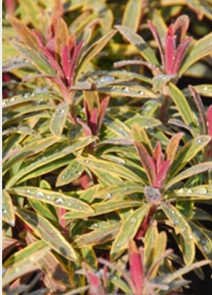 Euphorbia Ascot Rainbow 1 gal