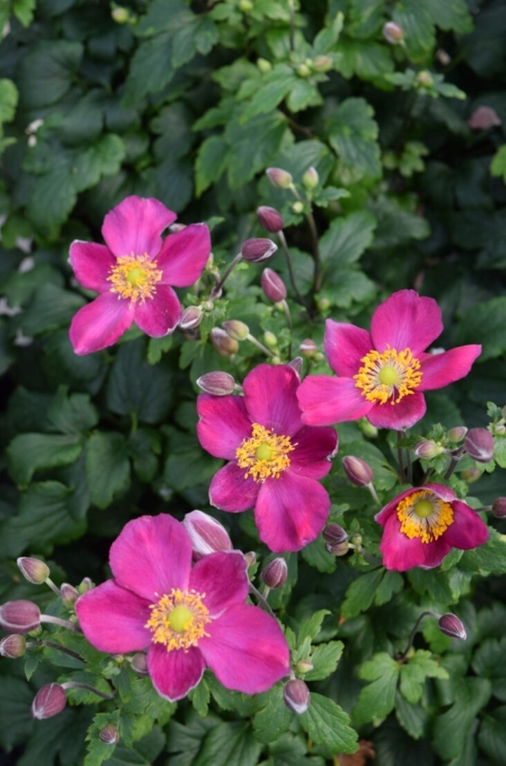 Anemone Red Riding Hood QT