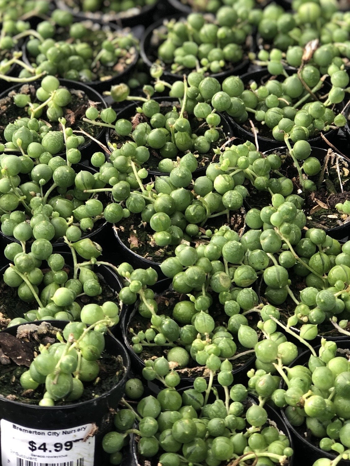 String of Pearls HB 7.5"