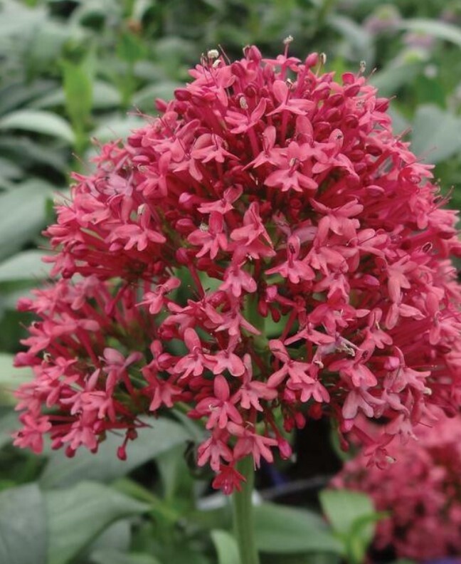 Centranthus Pretty Betsy 1 gal