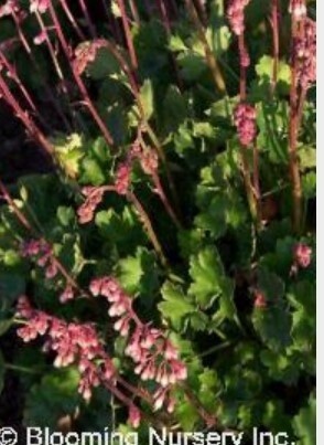 Heuchera Pulchella 1 gal