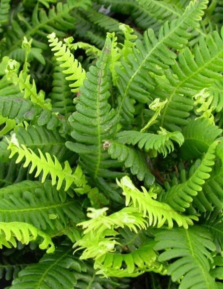 Fern Deer 1 gal