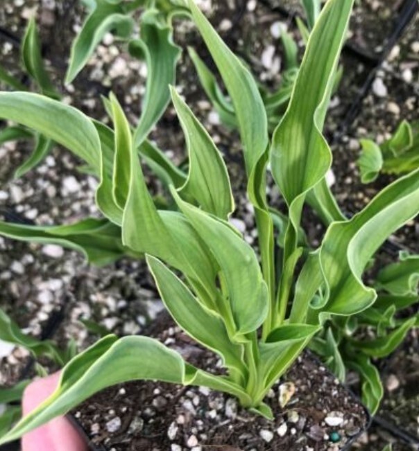 Hosta Praying Hands 1 gal
