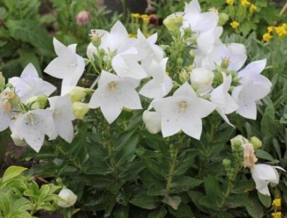 Balloon Flower Astra White QT