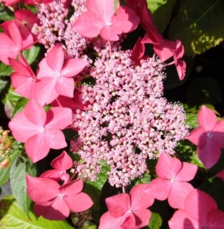 Hydrangea Dutch Ladie Selina 1 gal