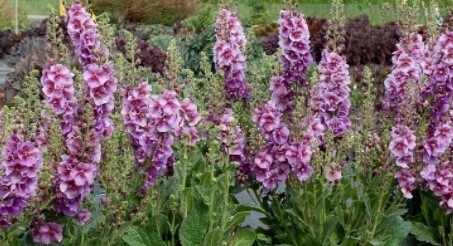 Verbascum Sugar Plum 1 gal