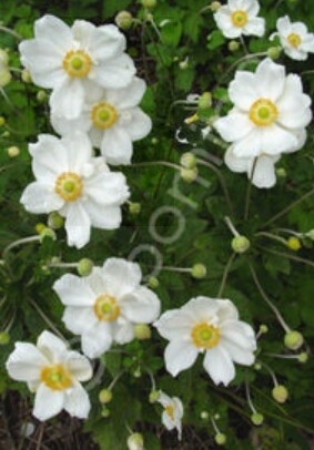 Anemone Honorine Jobert 1 gal
