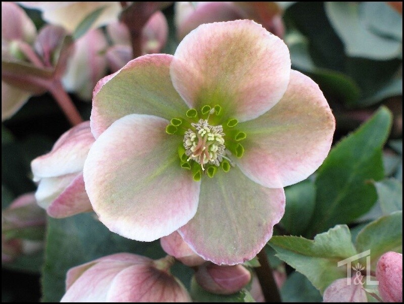Hellebore Ivory Prince QT