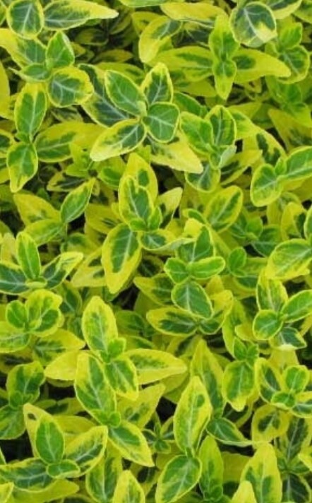 Wintercreeper Gold 4"