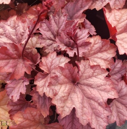 Heuchera Carnival Watermelon 1 gal