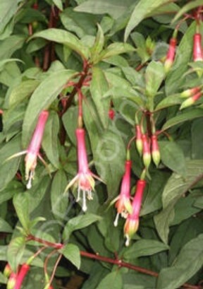 Fuchsia Neon Tricolor 1 gal