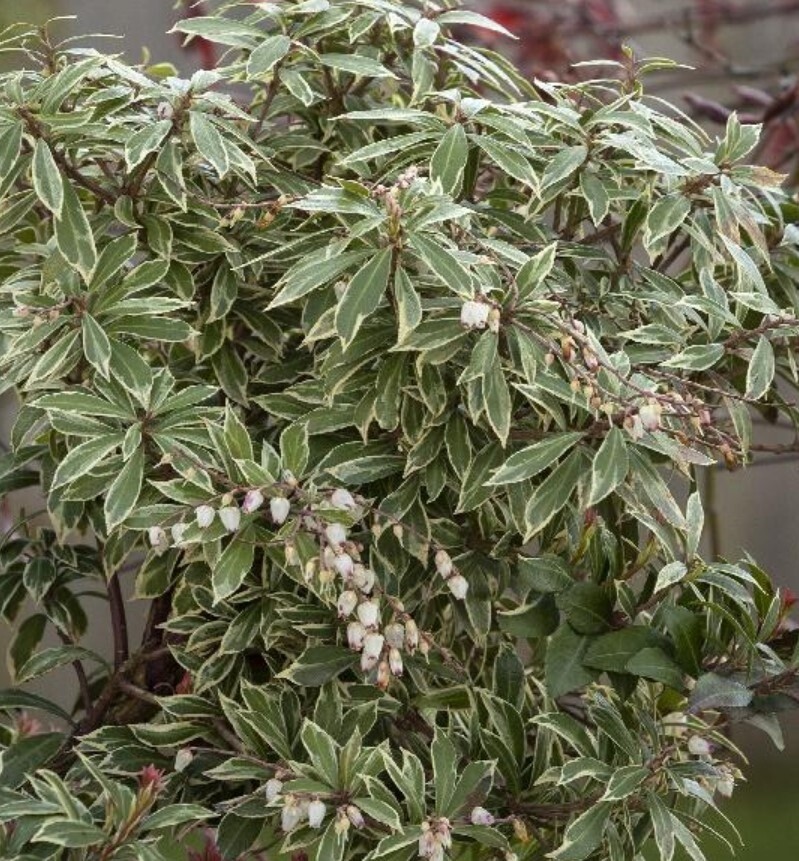 Pieris Little Heath 1 gal