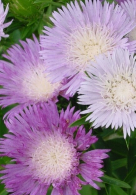 Stokesia Color Wheel 1 gal