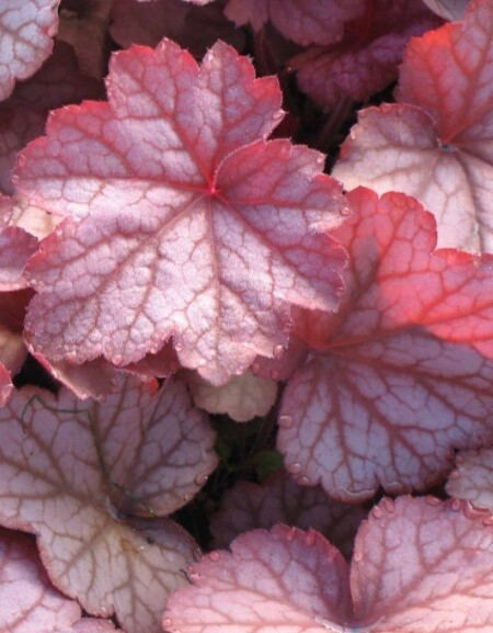 Heuchera Georgia Peach 1 gal