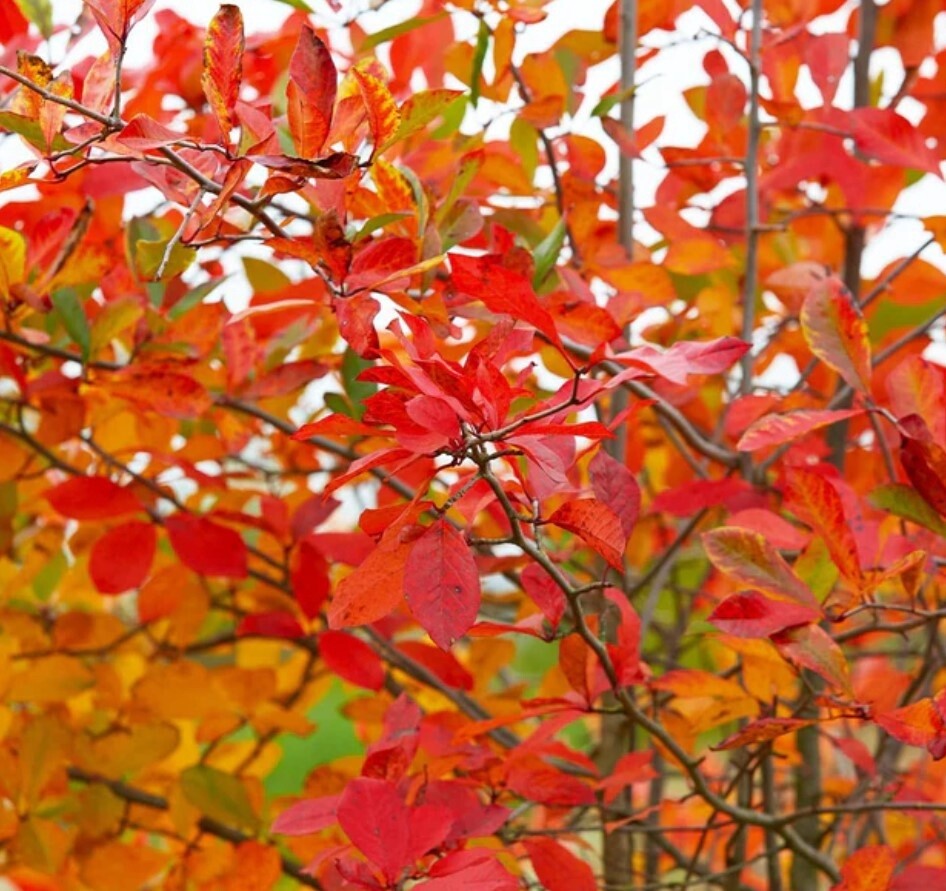 Serviceberry Autumn Brilliance 7 gal