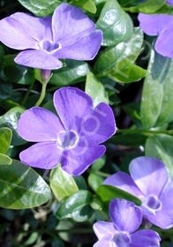 Vinca minor 1 gal