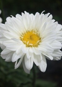 Shasta Daisy Victorian Secret QT