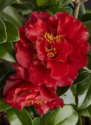 Camellia Bob Hope 5 Gal